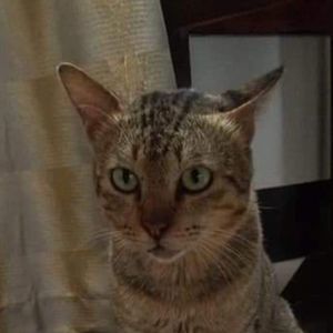 Meet your Posher, Tony